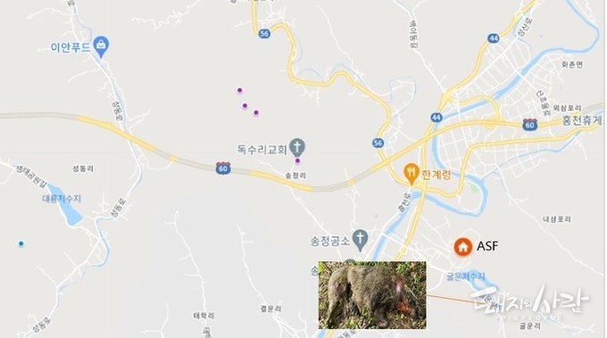 26일 강원도 홍천 사육돼지 ASF 발생 지점(집)과 감염멧돼지 발견지점(파란색 및 보라색 점)@구글지도 편집