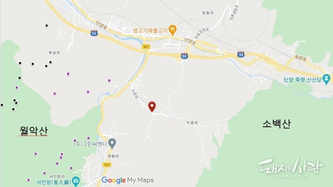 27일 추가된 감염멧돼지 발견지점(빨간 풍선), 소백산국립공원과 불과 1.5km 거리임. 검은점과 보라색점은 기존 감염멧돼지 발견지점@구글지도 편집