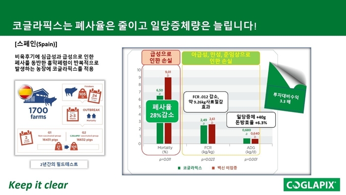 흉막폐렴으로 고통받던 스페인 농장에서의 코글라픽스 접종의 효과