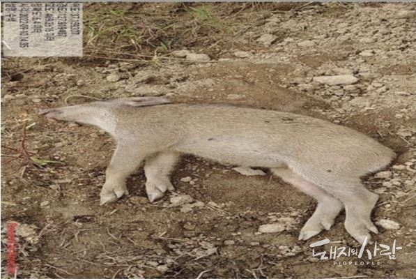 2660번째 ASF 감염멧돼지(충북 충주, 9.13 추가)@국립야생동물질병관리원