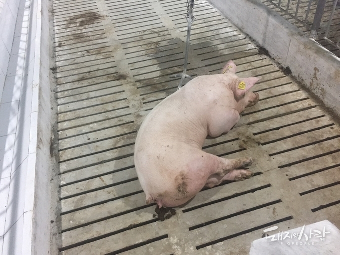 사진2. 보행과 기립에 문제가 생긴 후보돈