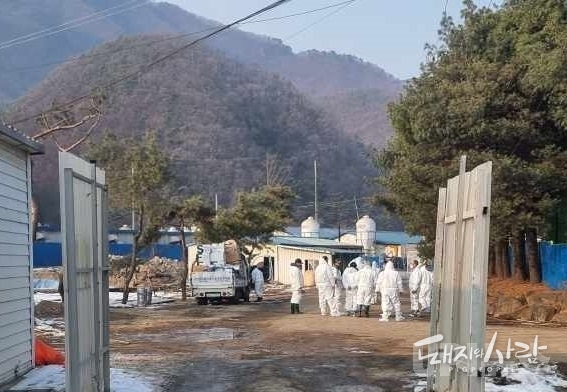 포천 발생농가에서 방역작업 중인 포천시청 공무원들@포천시