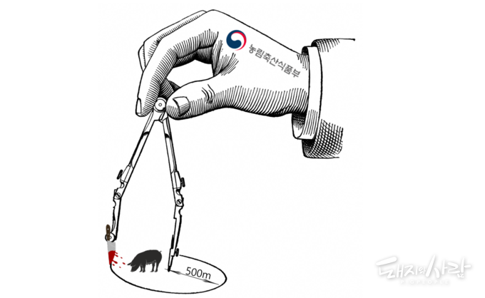 이번 철원농장 ASF 발생에 '예방적 살처분'이 실시되었습니다@픽사베이 편집