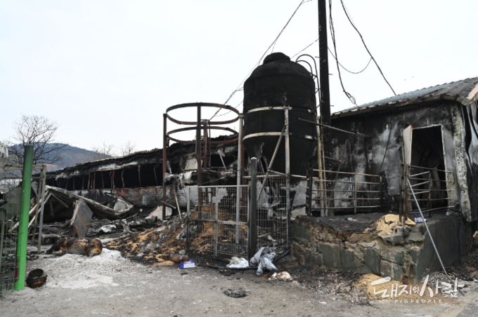 충남 홍성 산불 피해 양돈농가@홍성군청