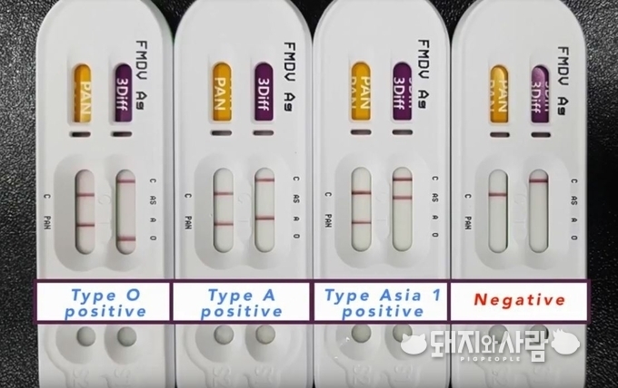 구제역 혈청형 신속 감별 진단키트(&nbsp;VDRG® FMDV 3Diff/PAN Ag Rapid kit)@&nbsp;메디안디노스틱