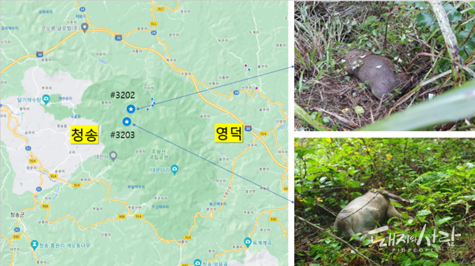 4일 경북 청송에서 감염멧돼지가 처음으로 확인되었습니다@구글지도 및 국립야생동물질병관리원