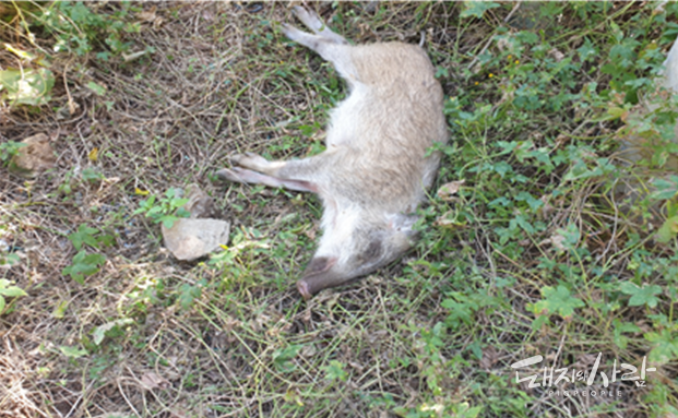 23일 경북 영덕면 강구면 하저리 야산에서 발견된 감염멧돼지 폐사체(#3287)@국립야생동물질병관리원