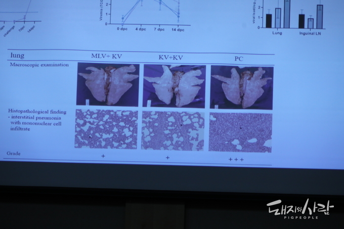 NADC34 공격 접종 실험(MLV 생독백신, KV 사독백신, PC 비백신군)@이향심 박사 발표 중&nbsp;