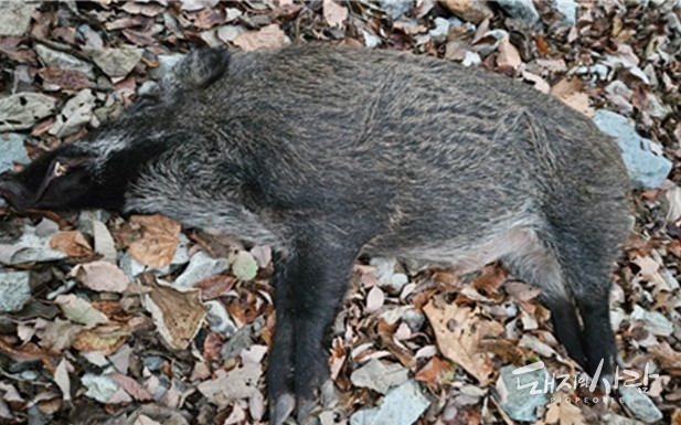 20일 경북 포항시 죽장면 산 속에서 발견된 ASF 감염멧돼지(#3364)@국립야생동물질병관리원