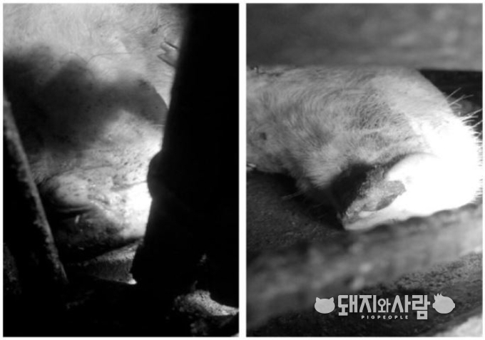 &nbsp;A형 구제염 감염 모돈의 콧등 수포@2018년 상반기 가축전염병 중앙예찰협의회 자료