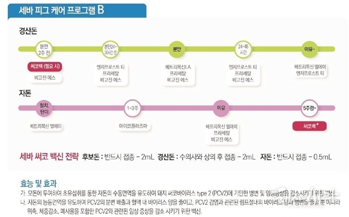 사진4. 세바 피그케어 프로그램B에 따른 모자돈 써코백신 접종시기
