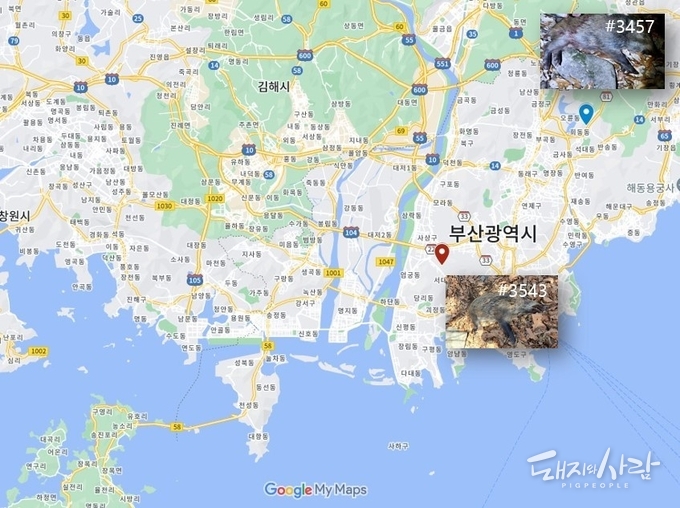 18일 부산 사상구에서 두 번째 감염멧돼지(#3543, 빨간 풍선)가 나왔습니다@구글지도, 국립야생동물질병관리원
