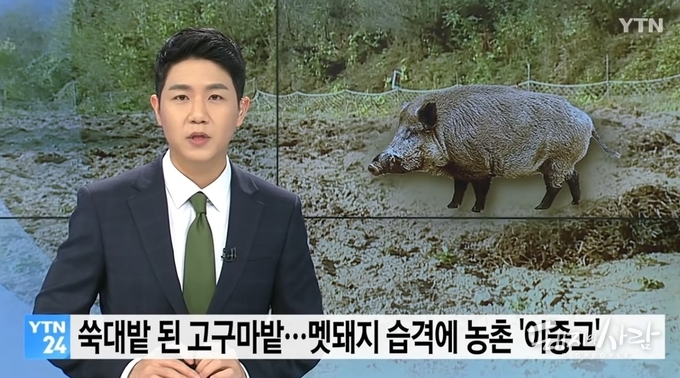 멧돼지 농작물 피해 뉴스 보도@YTN 영상 갈무리