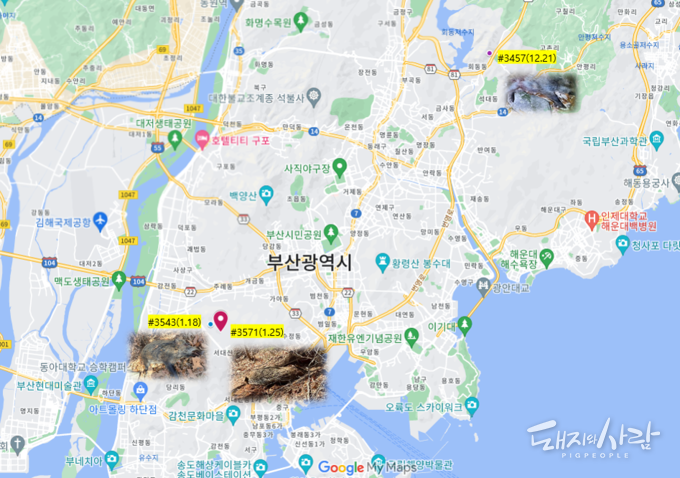 부산에서 3번째 ASF 감염멧돼지(빨간 풍선)가 확인되었습니다@구글지도, 국립야생동물질병관리원