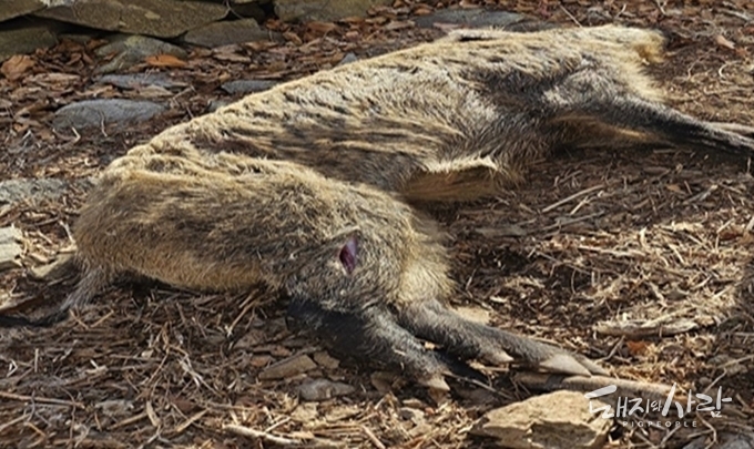 지난 25일 부산 사하구에서 발견된 멧돼지 폐사체가 28일 정밀검사 결과 ASF 양성으로 확인되었습니다@국립야생동물질병관리원