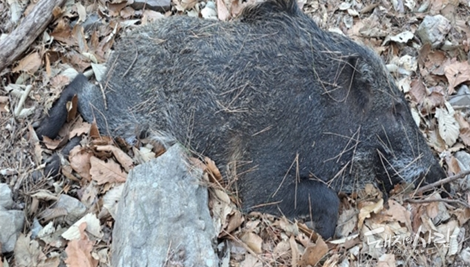 29일 부산 사상구 승학산에서 발견된 멧돼지 폐사체가 31일 ASF 양성 개체로 확인되었습니다@국립야생동물질병관리원
