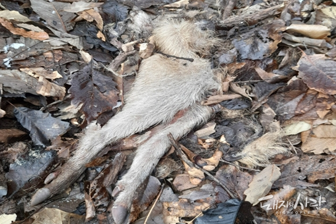 지난달 11일 경북 상주시 화동면 어산리 야산에서 발견된 ASF 멧돼지 폐사체, 발견 당시 이미 상당 부분 다른 동물에 의해 뜯어 먹힌 체 발견되었습니다@국립야생동물질병관리원