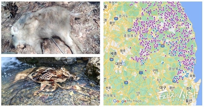 ASF 감염멧돼지 및 발생지도(파랑: 최근 한 달간 발견지점, 보라: 기존 발견지점)@구글지도, 국립야생동물질병관리원