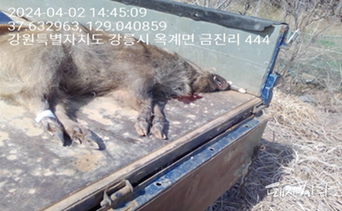 지난 2일 강원도 강릉 야산에서 포획된 야생멧돼지가 5일 ASF 양성으로 진단되었습니다@국립야생동물질병관리원