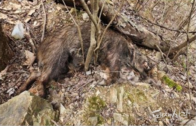 지난 9일 경북 청송 야산에서 발견된 야생멧돼지 폐사체, 11일 ASF 양성으로 진단되었습니다@국립야생동물질병관리원
