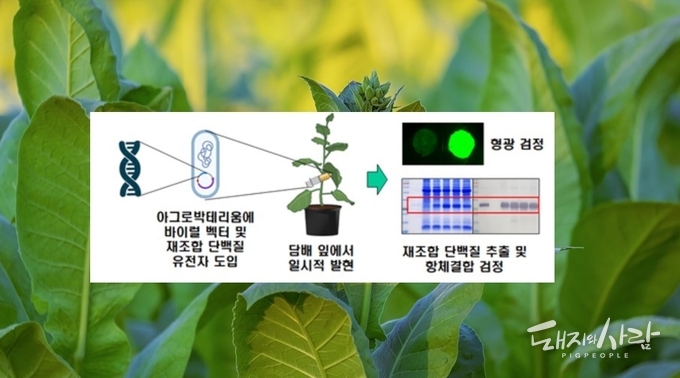 식물기반 재조합 형광 단백질 생산 모식도@농촌진흥청