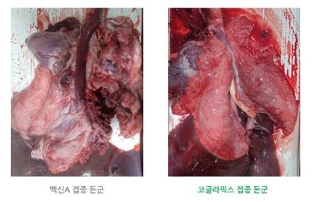 폐 병변 사진