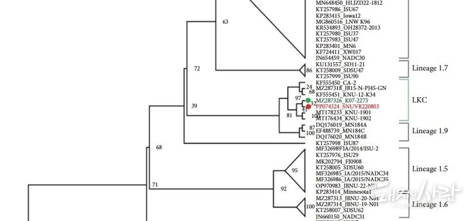 ORF5 유전자 전체 게놈과 PRRS2 균주에 기반한 계통나무(Phylogenetic tree)@논문 중
