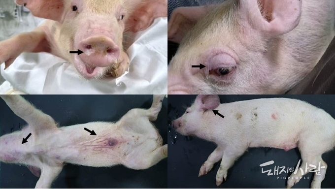 SNUVR220803에 감염된 돼지에서 발견된 육안적 병변(백색콧물, 눈꺼풀부종, 사지청색증)@논문 중