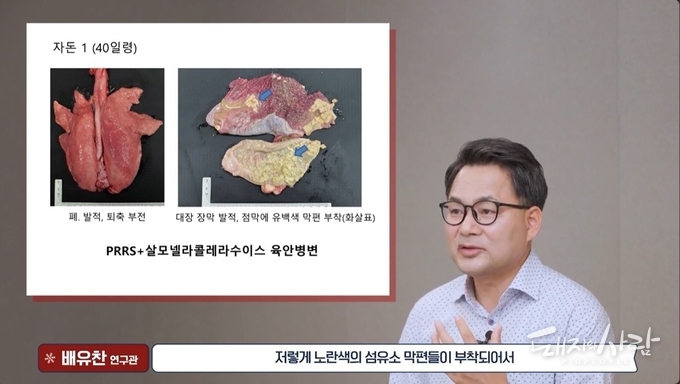 돼지살모넬라콜레라수이스 사례 동영상 갈무리