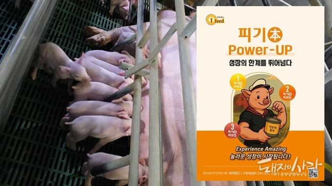 성장의 한계를 뛰어넘는 ‘피기本 파워업’, 자돈의 놀라운 성장이 시작됩니다@아이피드