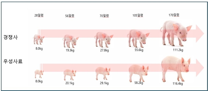 자돈구간 일당증체량 차이가 보여주는 비육돈 출하 체중 차이@우성