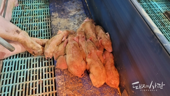 PED 바이러스에 감염된 포유자돈@임창원 수의사
