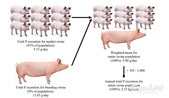 총 인(P) 배설량(돼지당 일일 기준)에서 전체 돼지 군집의 돼지당 연간 총 P 배설량의 가중 평균으로의 계산 과정을 보여주는 예시@논문 중