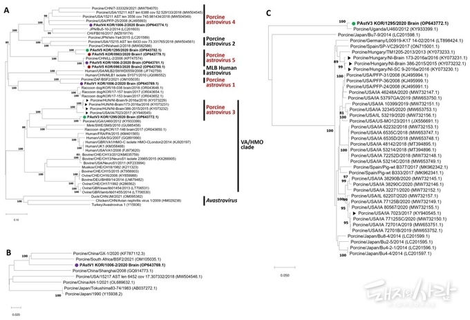 PAstV 및 Ni-AstV의 ORF2 아미노산 서열 계통나무(Phylogenetic tree)@논문 중