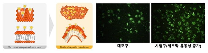세포막 유동성 증가 과정(왼쪽), 장내 상피세포 포도당 흡수 실험 결과(오른쪽)