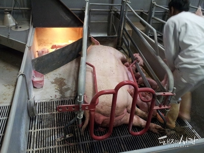 고무판으로 보온 구역을 임시 차단해 히트박스를 만들고, 이를 활용해 분할 포유를 진행(덴마크)
