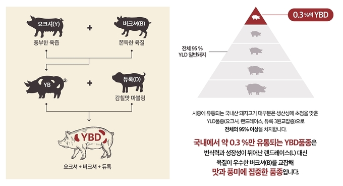 도드람 프리미엄 브랜드 ‘THE짙은’의 YBD 품종소개@도드람