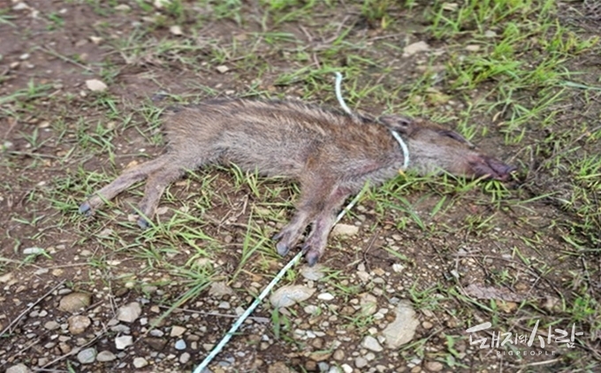 지난달 23일 추가된 ASF 감염멧돼지(#4257, 22일 화천서 폐사체로 발견)@국립야생동물질병관리원