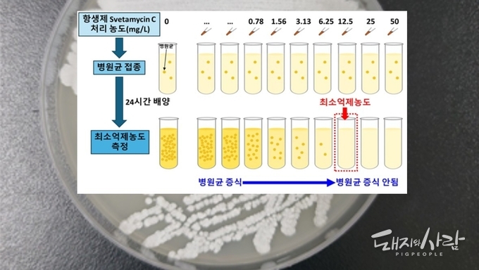 방선균 스트렙토마이세스 카나마이세티쿠스(바탕 사진) 및 항생물질 Svetamycin C의 처리에 따른 MRSA 성장 억제에 필요한 최소억제농도 측정을 위한 실험과정 모식도@국립생물자원관