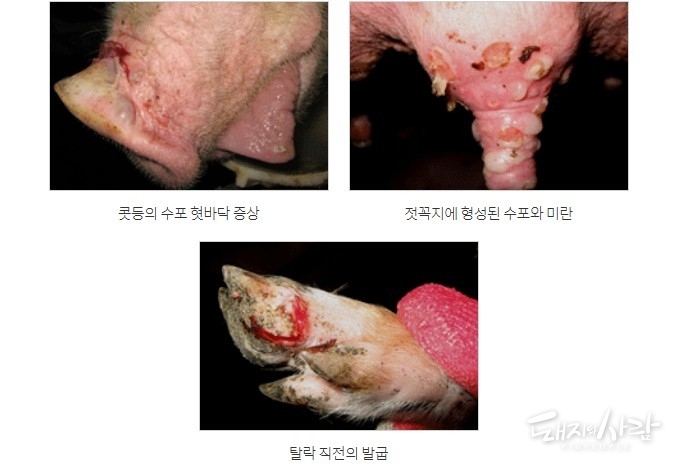 2010년 충주 구제역 발생 예@충청북도