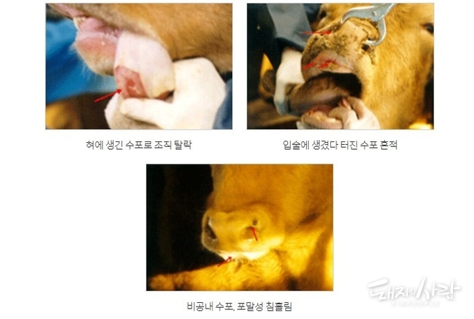 2000년 충북 충주 구제역 발생 예(한우)@충청북