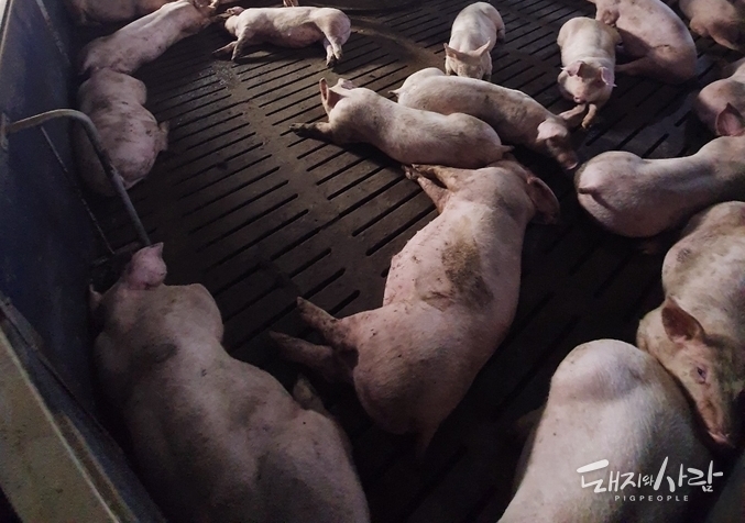 본 사진은 기사와 직접적인 연관은 없습니다@돼지와사람