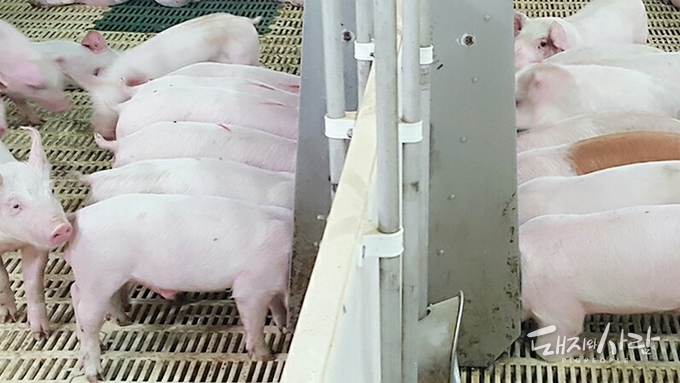 본 사진은 기사와 직접적인 연관은 없음@임창원 수의사(도드람동물병원) 제공