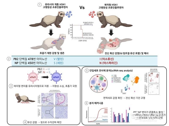 북미형 H5N1 고병원성 조류인플루엔자 바이러스의 포유류 적응성과 전신 확산 기전 규명@기초과학연구원