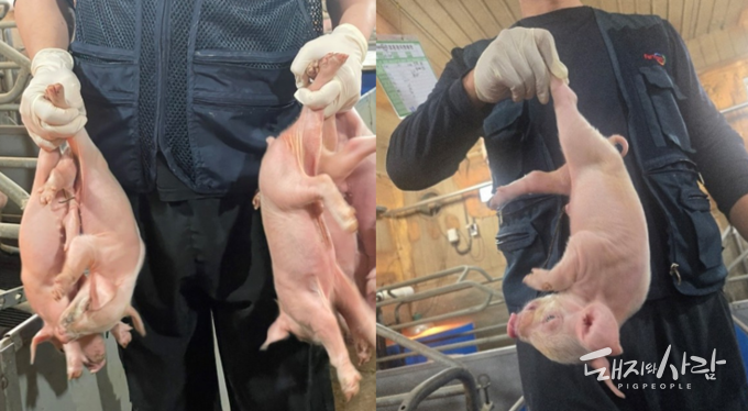 왼쪽부터 여러 마리를 한꺼번에 잡고 들어 올리기, 한 쪽 다리 끝(발굽 부위)만 잡고 들어 올리기