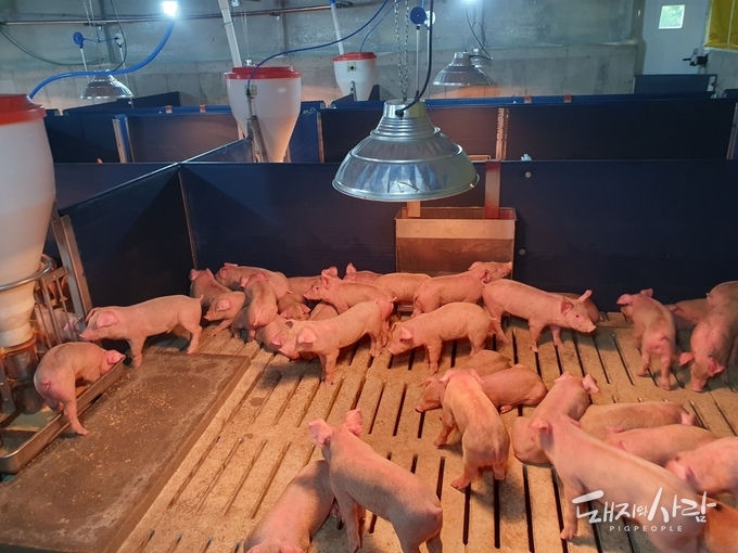 본 사진은 논문 내용과 직접적인 연관은 없음@돼지와사람