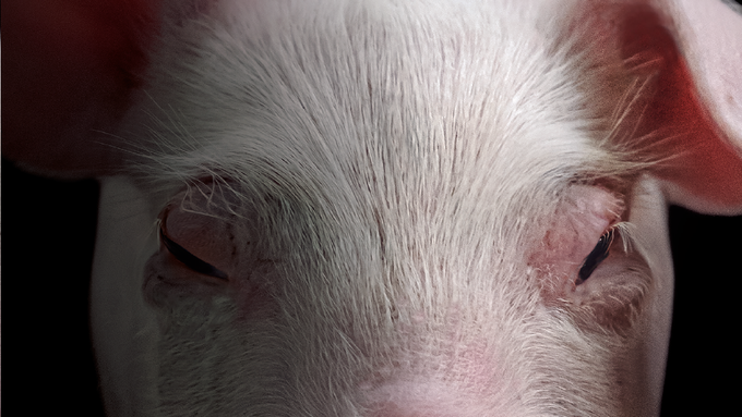 [광고] 생산성의 잠금해제, 더 늦기 전에 '비퓨어(VEPURED®)'