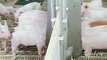 농협사료, 15일부로 배합사료 평균 13원/kg 전격 인하