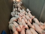 돼지 백신 시장 첫 1,200억원 기록...써코·마이코·PED 성장 주도