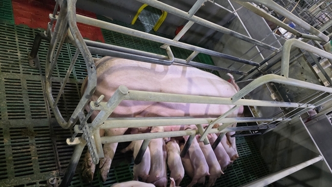 [초록] 부산 지역 사육돼지의 일본뇌염 바이러스 및 돼지파보 바이러스 항체 유병률 조사